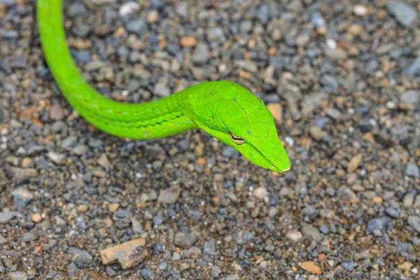 Orientalne Whipsnake lub Azji winorośli węża — Zdjęcie stockowe