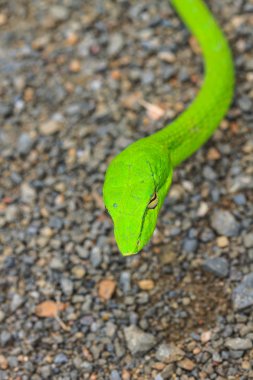 Oryantal Whipsnake veya Asya asma yılan 