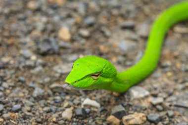 Oryantal Whipsnake veya Asya asma yılan 