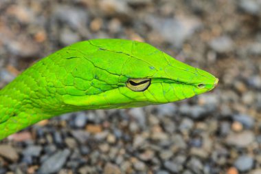 Oryantal Whipsnake veya Asya asma yılan 