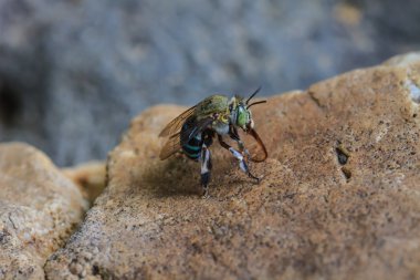 böcek yaprak üzerinde