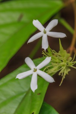 Beyaz Yasemin çiçekleri 