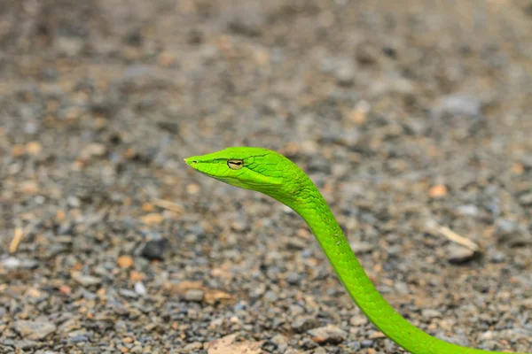 Orientalne Whipsnake lub Azji winorośli węża — Zdjęcie stockowe