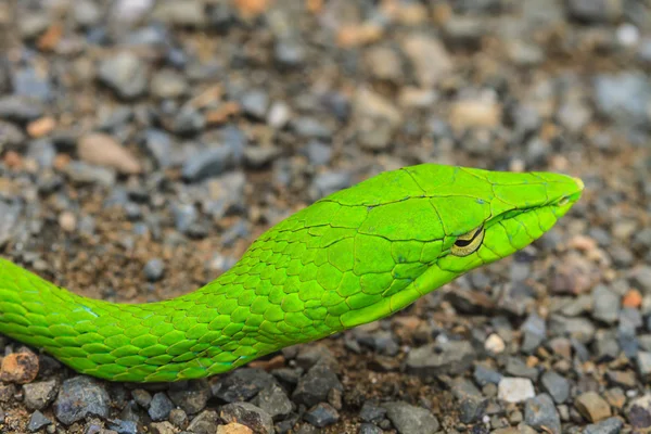 Serpent fouet d'Orient ou serpent de vigne d'Asie — Photo