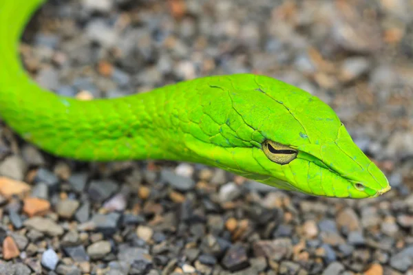 Oriental Whipsnake or Asian Vine Snake — Stock Photo, Image