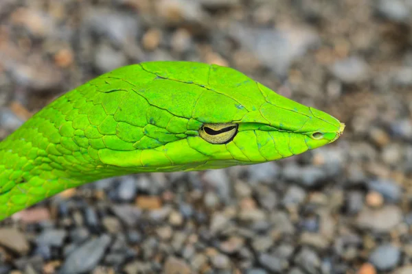 Orientalne Whipsnake lub Azji winorośli węża — Zdjęcie stockowe