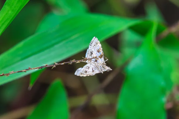 Close up of moth — Stock Photo, Image