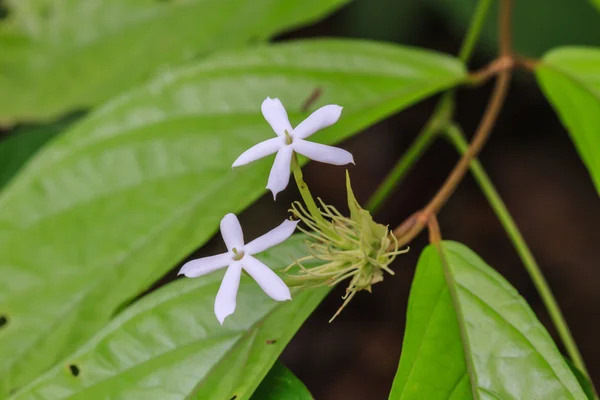 Vit jasmin blommor — Stockfoto