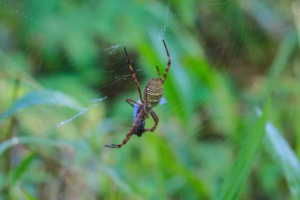 Aranha multicolorida com presa — Fotografia de Stock