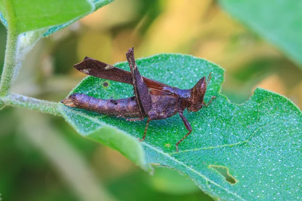 停栖在一片叶子上的蚂蚱 — 图库照片