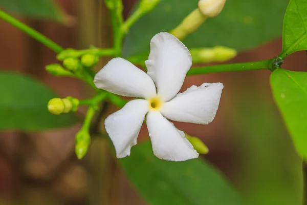 Bílých jasmínových květů — Stock fotografie