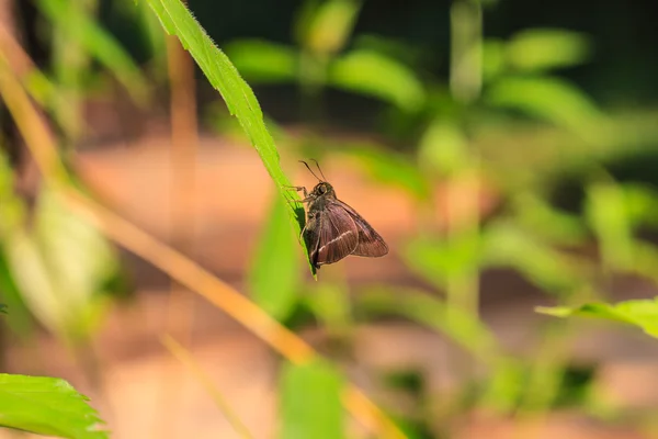 Beautiful Butterfly — Stock Photo, Image