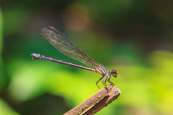 Libellula — Foto Stock