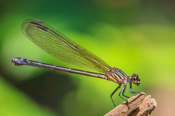 Dragonfly — Stock Photo, Image