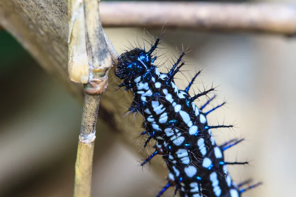 Black Caterpillar worm — Stock Photo, Image