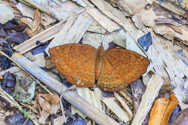 Schöner Schmetterling — Stockfoto