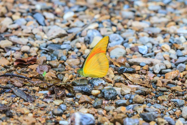 Bela borboleta — Fotografia de Stock