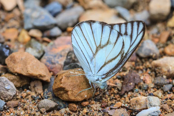 Schöner Schmetterling — Stockfoto