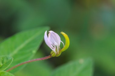ormandaki güzel kır çiçeği
