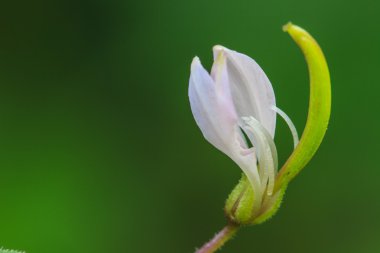 ormandaki güzel kır çiçeği