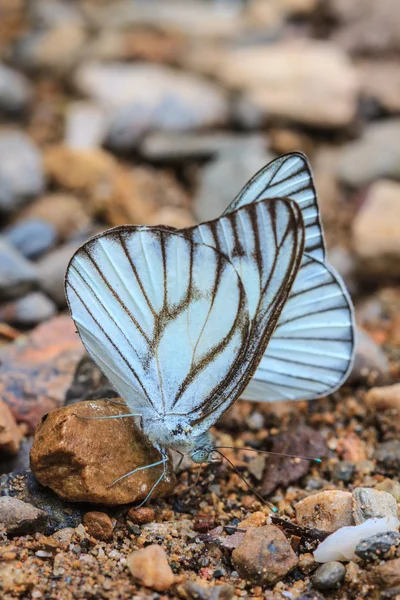 Krásný motýl — Stock fotografie