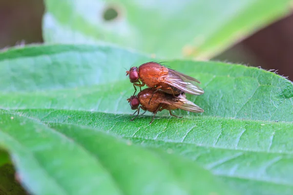 Breeding Blow fly — Stock Photo, Image