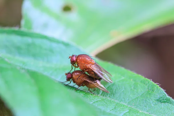 Reprodução de mosca golpe — Fotografia de Stock