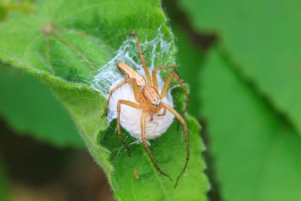 Spider in forest — Stock Photo, Image