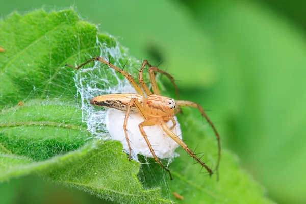 spider in forest