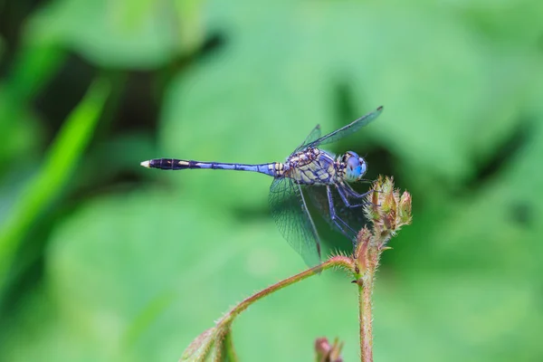 Dragonfly — Stock Photo, Image