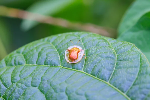 Böcek yaprak üzerinde — Stok fotoğraf