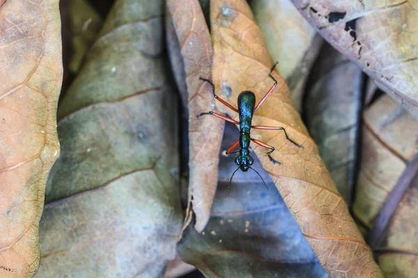 Macro voor zwarte ant — Stockfoto