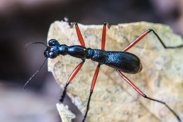 Macro de formiga preta — Fotografia de Stock