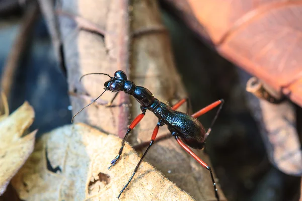 Makro černý mravenec — Stock fotografie