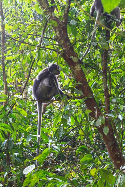 Atardecer Langur sentado en rama de árbol — Foto de Stock