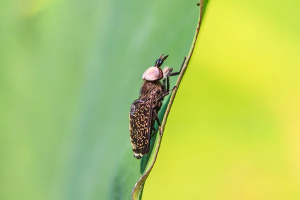 Insect op blad — Stockfoto