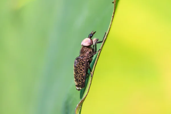 Insekt auf Blatt — Stockfoto