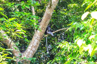 Ağaç dalı üzerinde oturan gölgeli Langur
