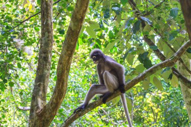 Ağaç dalı üzerinde oturan gölgeli Langur