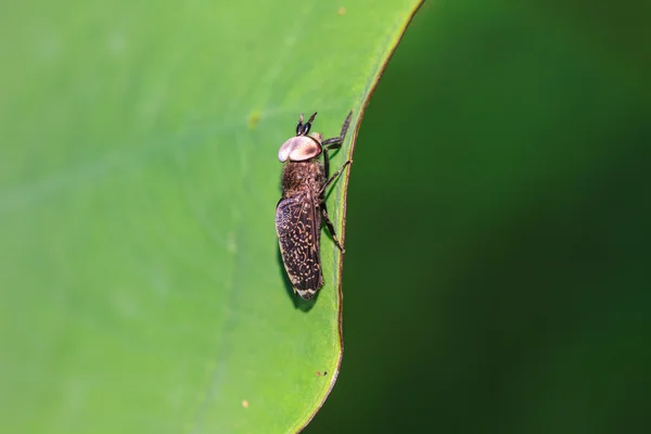 Insecto en la hoja —  Fotos de Stock