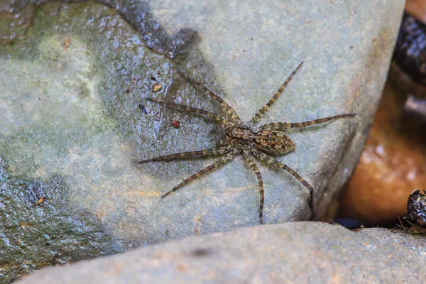 Araña en el bosque — Foto de Stock