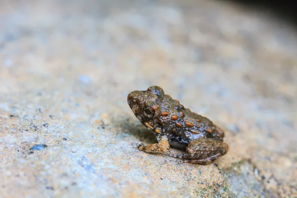 Jeune grenouille — Photo