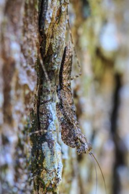 Ağaçta tıraşlama çekirge