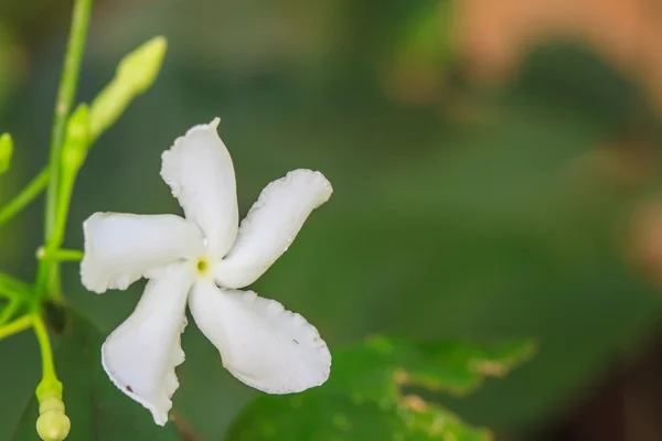 Weiße Jasminblüten — Stockfoto