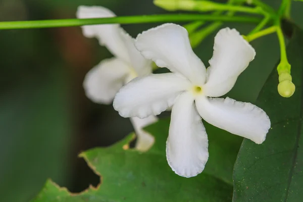 白いジャスミンの花 — ストック写真