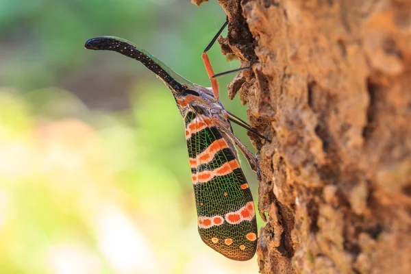 Lanternflies 昆虫 — 图库照片