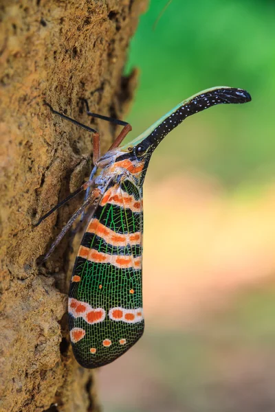 Lanternflies böcek