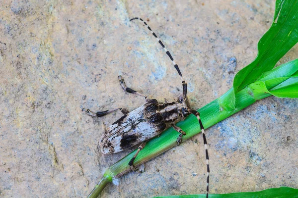 Besouro longhorn em Gênero Batocera — Fotografia de Stock