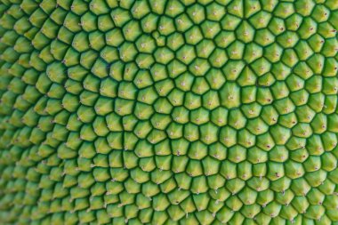 doku nefesi kabuğu var diken