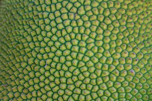 Texture jackfruit peel have thorn — Stock Photo, Image